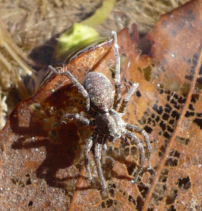 Pardosa sp. - Colletto, Roure (TO)